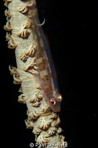 Whip Gobies are almost as popular a subject as Clown Fish... by Paul Duxfield 